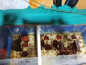 Galeri Lobstergo Lobster Air Tawar 20250420 103107Lobstergo