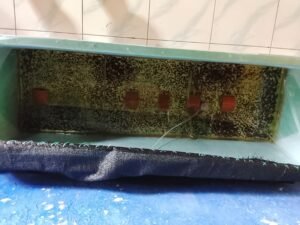 Galeri Lobstergo Lobster Air Tawar 20250420 103125Lobstergo