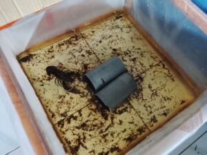 Galeri Lobstergo Lobster Air Tawar 20250420 103130Lobstergo