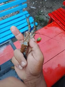 Galeri Lobstergo Lobster Air Tawar 20250420 121358Lobstergo