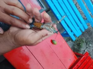 Galeri Lobstergo Lobster Air Tawar 20250420 121415Lobstergo