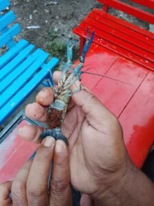 Galeri Lobstergo Lobster Air Tawar 20250420 121429Lobstergo