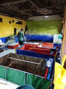 Galeri Lobstergo Lobster Air Tawar 20250420 121510Lobstergo