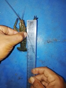 Galeri Lobstergo Lobster Air Tawar 20250420 122102Lobstergo
