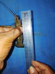 Galeri Lobstergo Lobster Air Tawar 20250420 122129Lobstergo