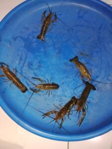 Galeri Lobstergo Lobster Air Tawar 20250420 122300Lobstergo