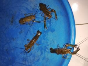 Galeri Lobstergo Lobster Air Tawar 20250420 122311Lobstergo