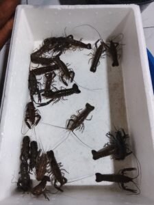 Galeri Lobstergo Lobster Air Tawar 20250420 122504Lobstergo