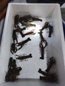 Galeri Lobstergo Lobster Air Tawar 20250420 122518Lobstergo