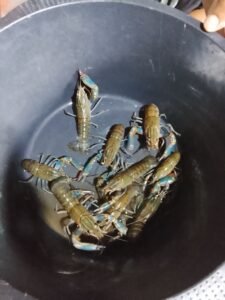 Galeri Lobstergo Lobster Air Tawar 20250420 122537Lobstergo