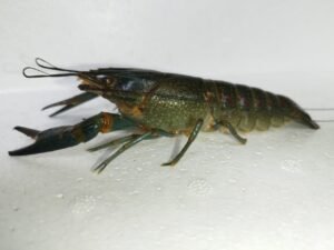 Galeri Whatsapp Image 2025 04 21 At 11.06.34