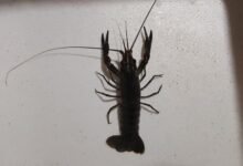 Jual Indukan Siap Kawin Lobster Air Tawar Berkualitas – Lobster Kediri Lobstergo Whatsapp Image 2025 04 21 At 11.15.06 1