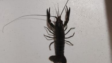 Jual Indukan Siap Kawin Lobster Air Tawar Berkualitas – Lobster Kediri Lobstergo Whatsapp Image 2025 04 21 At 11.15.06 1