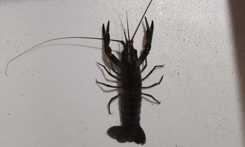 Jual Indukan Siap Kawin Lobster Air Tawar Berkualitas – Lobster Kediri Lobstergo Whatsapp Image 2025 04 21 At 11.15.06 1