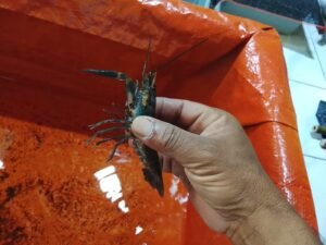 Galeri Whatsapp Image 2025 04 21 At 11.15.07