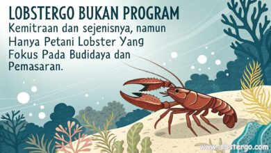 Lobstergo Bukan Program Kemitraan, Hanya Petani Lobster Air Tawar Yang Fokus Budidaya Dan Pemasaran Buwwwatkan Tulisan Yang Jelas Dan Tema Lobster Air Ta