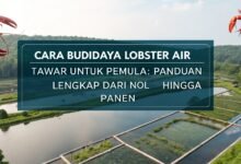 Cara Budidaya Lobster Air Tawar