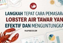 Langkah Tepat Cara Pemasaran Lobster Air Tawar Yang Efektif Dan Menguntungkan