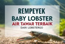 Rempeyek Baby Lobster
