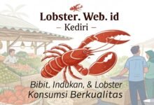 Jual Lobster Air Tawar Di Kediri – Bibit, Indukan, &Amp; Lobster Konsumsi Berkualitas Lobster Web Id Di Kediri Jual Lobster Air Tawar Di
