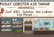 Pusat Lobster Air Tawar Indonesia – Jual Bibit, Indukan, Dan Lobster Siap Masak Pusat Lobster Air Tawar Indonesia Jual Bibit In