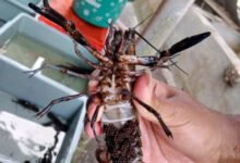 Jual Indukan Lobster Air Tawar Bertelur – Siap Budidaya! Golobster 093009