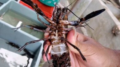 Jual Indukan Lobster Air Tawar Bertelur – Siap Budidaya! Golobster 093009