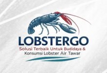 Lobstergo: Solusi Terbaik Untuk Budidaya &Amp; Konsumsi Lobster Air Tawar Lobstergo