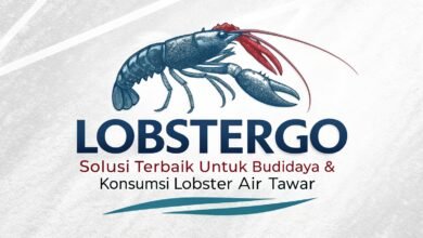 Lobstergo: Solusi Terbaik Untuk Budidaya &Amp; Konsumsi Lobster Air Tawar Lobstergo