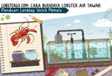 Cara Budidaya Lobster Air Tawar: Panduan Lengkap Untuk Pemula Lobstergo Com Cara Budidaya Lobster Air Tawar P