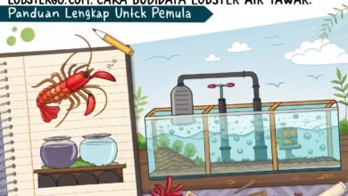 Cara Budidaya Lobster Air Tawar: Panduan Lengkap Untuk Pemula Lobstergo Com Cara Budidaya Lobster Air Tawar P