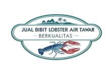 Jual Bibit Lobster Air Tawar Berkualitas – Tips Memilih Bibit Unggul Lobstergo Com Jual Bibit Lobster Air Tawar Berku